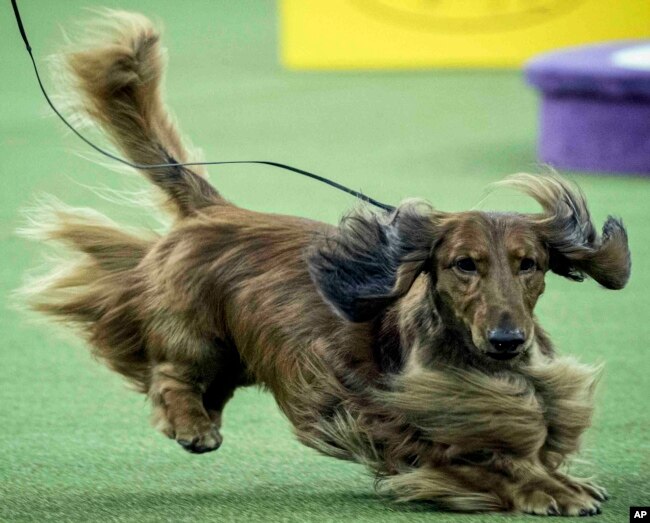 FILE - This Monday Feb. 12, 2018, file photo shows a dachshund during the 142nd Westminster Kennel Club Dog Show at Madison Square Garden in New York. The dachshund is among the top ten popular breeds for 2020. (AP Photo/Mary Altaffer, File)