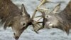 Report: Wildlife Populations Down Nearly 60 Percent Since 1970