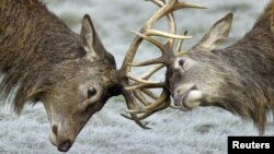 FILE - Two deer lock horns during the annual rutting season in Richmond Park in west London, Britain. Wildlife populations across the globe have dropped nearly 60 percent since 1970.