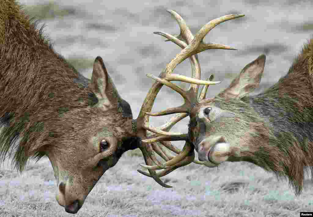 Two deer lock horns during the annual rutting season in Richmond Park in west London, Britain, Jan. 1, 2016.
