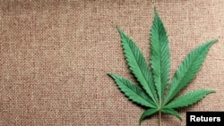의료용 마리화나 잎이 미국 워싱턴주 시애틀 시내 판매점에 비치돼 있다. (자료사진)