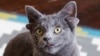 “ไมดาส” แมวตุรกีสี่หู ขวัญใจโลกออนไลน์