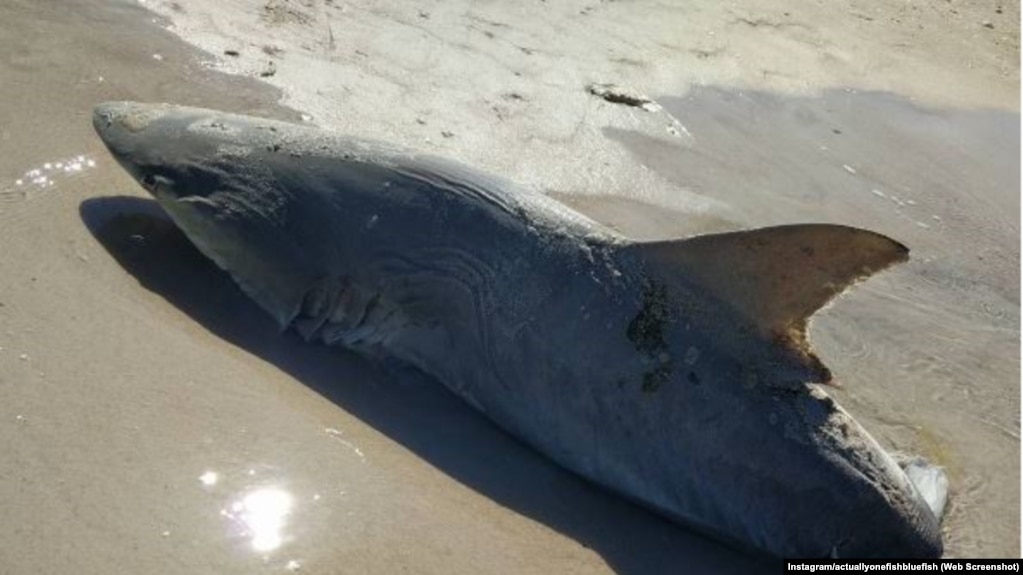 A partly-eaten shark was found in Volusia County, Florida. 