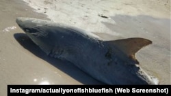 A partly-eaten shark was found in Volusia County, Florida. 