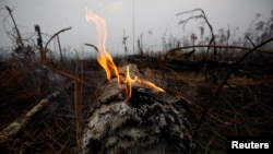 Los incendios que consumen al Amazonas, conocido como el "pulmón del mundo", han generado indignación a nivel internacional. ¿Qué antecede a esta grave situación?