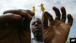 An African farmer holds up locusts that have descended on crops (file photo).