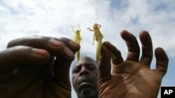 A farmer in Africa holds up locusts. State authorities in affected areas have called for help from Khartoum and the United Nations to fight swarms of locusts. (AP)