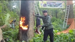 Collecting resin from a tree