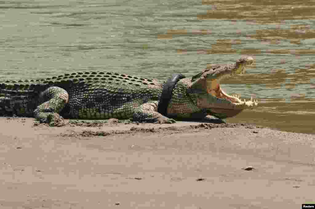 A crocodile with an old motorcycle tire around its neck on a river in Palu, Central Sulawesi province, Indonesia. Reports say the tire probably was garbage thrown into the river.
