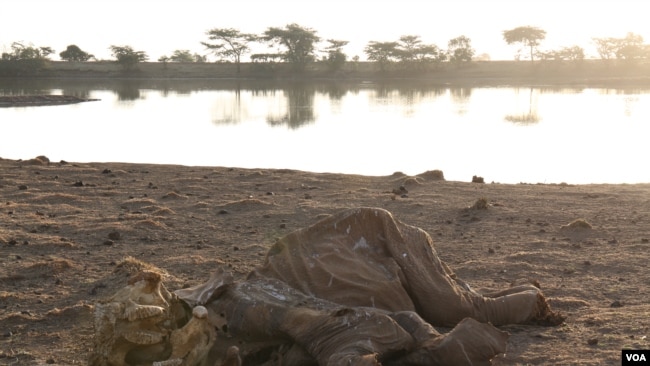 Drought, Political Maneuvering Blamed for Central Kenya's Unrest