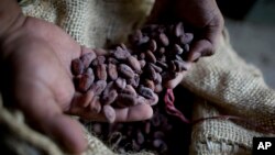 FILE - A worker holds dried cacao seeds at a plantation in Cano Rico, Venezuela, Nov. 15, 2012.