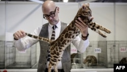 A man evaluates a Bengal cat during the Paris Animal Show on January 14, 2018 in Paris. 