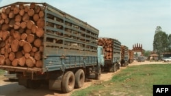 A few of a total of 20 trucks loaded with timber wait at the Cambodian border post of Bavet for clearance to cross into Vietnam, Dec. 21, 1997.