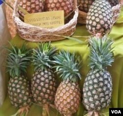 Buah nanas varietas Subang yang dipamerkan pada acara Indonesia Tropical Fruit Festival 2011 di Surabaya.