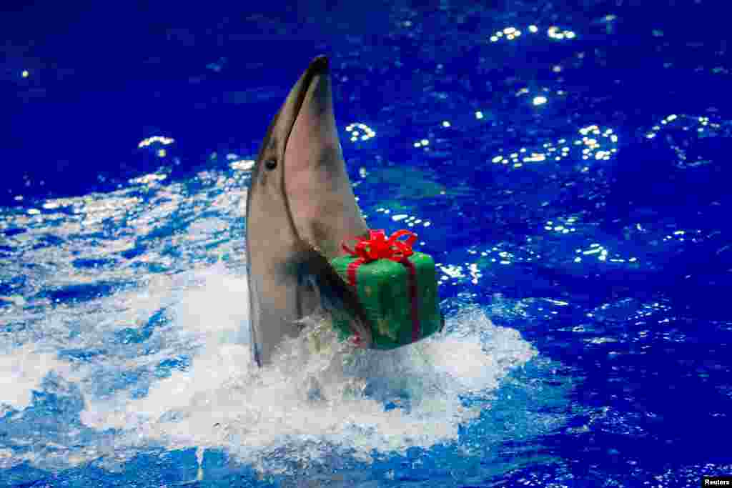 A dolphin moves to return a parcel to its trainer during a special Christmas show at the Shinagawa Aqua Stadium in Tokyo, Japan.