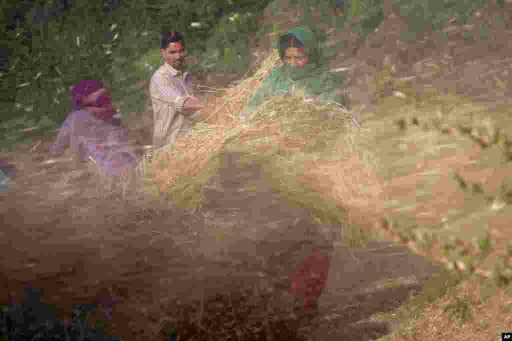 Chaff flies out as farmers feed sheaves of barley into a thresher in Dharmsala, India.