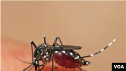 ზიკას ვირუსის მატარებელი კოღო