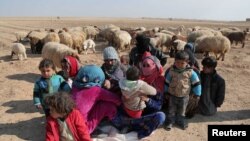 Internally displaced Syrians who fled Raqqa city rest near sheep in northern Raqqa province, Syria, Feb. 6, 2017. 
