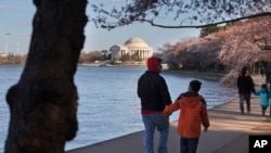 El monumento a Jefferson en Washington, rodeado de cerezos, es visitado por miles de turistas diariamente durante la floración de los cerezos.