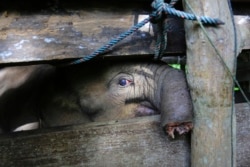 Anak gajah Sumatera yang separuh belalainya diamputasi, dirawat di pusat konservasi gajah di Saree, Aceh Besar, Senin, 15 November 2021.