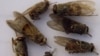 Tsetse Fly's Weakness May Be Its Symbiotic Bacteria