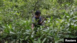 Pengrajin batik mangrove, Sodikin, mencari buah mangrove yang tumbang di hutan mangrove di Desa Klaces, Cilacap, Jawa Tengah (foto: ilustrasi). Masyarakat adat harus diberdayakan untuk melestarikan hutan di lingkungan tempat tinggal mereka.