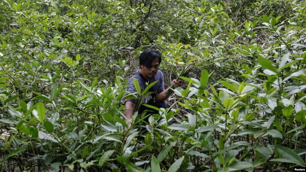 Mangrove batik craftsman, Sodikin, 48 years old, looks for fallen mangrove fruits at a mangrove forest in Klaces village, Cilacap, Central Java province, Indonesia, November 4, 2021. (REUTERS/Ajeng Dinar Ulfiana)