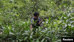 Mangrove batik craftsman, Sodikin, 48 years old, looks for fallen mangrove fruits at a mangrove forest in Klaces village, Cilacap, Central Java province, Indonesia, November 4, 2021. (REUTERS/Ajeng Dinar Ulfiana)