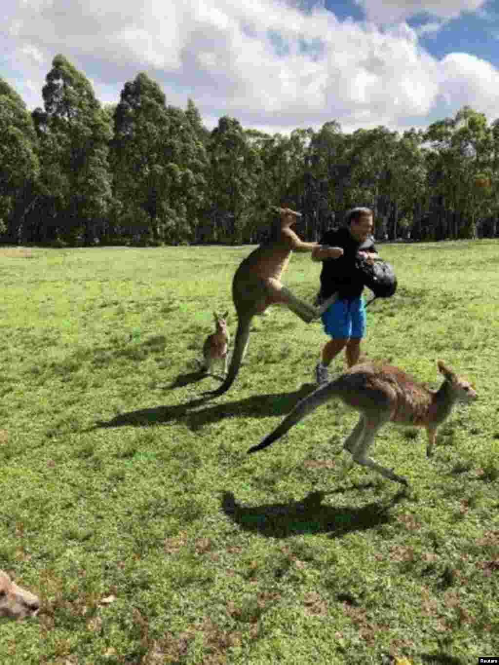 호주 모리셋 공원 인근에서 캥거루에게 먹이를 준 남성이 공격당하고 있다. Kroosn Shuttle Service Pty Ltd 사진 제공.