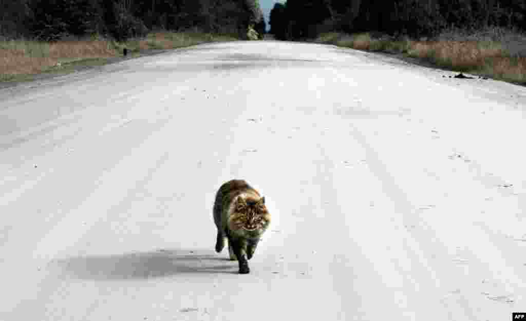 June 21: A cat walks along a road covered by volcanic ash from the Puyehue-Cordon Caulle volcano in Puyehue, Chile. (AP Photo/Alvaro Vidal)