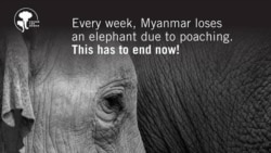 မြန်မာပြည်က တောဆင်ရိုင်း မျိုးတုန်းမယ့်အန္တရာယ်