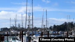 Fishing boats and trawlers berthed at docks in Newport, Oregon. The commercial fishing fleets in Oregon and Washington state remain overwhelming male-dominated.