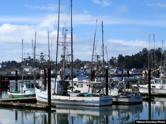 Fishing boats and trawlers berthed at docks in Newport, Oregon. The commercial fishing fleets in Oregon and Washington state remain overwhelming male-dominated.