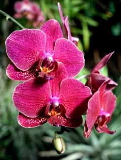 Moth orchids blossom in the Lincoln Park Conservatory on Wednesday, Jan. 27, 2016, in Chicago. (AP Photo/Nam Y. Huh)