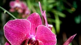 Moth orchids blossom in the Lincoln Park Conservatory on Wednesday, Jan. 27, 2016, in Chicago. (AP Photo/Nam Y. Huh)