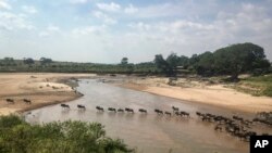 FILE - In this July 22, 2020, file photo taken by a drone in the Maasai Mara is the annual migration of wildebeest from the Serengeti National park in Tanzania to the Maasai Mara national reserve in Kenya.