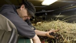 Dave Krick, owner of the Red Feather Lounge and Bittercreek Ale House in Boise, Idaho, in 2010 digging for worms in compost used for purposes such as filling the restaurant's outdoor planters