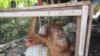 Orangutan Sumatera yang menjadi korban perburuan satwa liar saat dikurung dalam kandang ayam milik warga di Kabupaten Aceh Barat Daya. (Courtesy: YOSL-OIC)