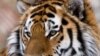 Популяция тигров в опасности