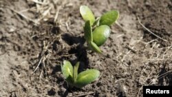 Recently planted soybean seedlings in a field near Estacion Islas in Buenos Aires province, Nov. 27, 2012.