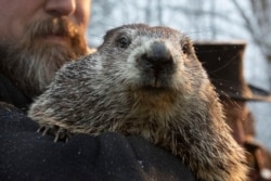 In this Feb. 2, 2020, file photo, Groundhog Club co-handler Al Dereume holds Punxsutawney Phil, the weather prognosticating groundhog, during the 134th celebration of Groundhog Day on Gobbler's Knob in Punxsutawney, Pa. (AP Photo)