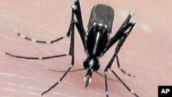 The Asian tiger mosquito, an invasive, disease-carrying pest, may spread to new areas as a result of global warming. The mosquito breeds faster in warmer temperatures. It's a known carrier of the Chikungunya virus. (AP Photo/Jim Newman, University of Flo