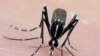CDC: Zika puede llegar al noreste de EE.UU.