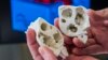 3-D Printed Model Heart Guides Surgeons, Saves Lives