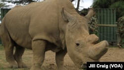Sudan, poslednji mužjak severnog belog nosoroga, živeo je u Ol Pađeta rezervatu, najvećem prebivalištu crnih nosoroga u Istočnoj Africi, u Laikipia Plateau, Kenija, 28. aprila 2016.