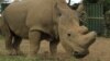 L'Afrique du Sud pourrait revenir sur l'interdiction du commerce de cornes de rhinocéros