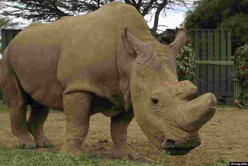 Sudan, the world’s last remaining male northern white rhinoceros, lives at Ol Pejeta conservancy, the largest black rhino sanctuary in East Africa, in Laikipia Plateau, Kenya, April 28, 2016.