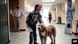 A student pets Wilson, a therapy dog, in a hallway at French Middle School, Wednesday, Nov. 3, 2021, in Topeka, Kansas. The dog is one of the tools designed to relieve stresses faced by students as they return to classrooms amid the ongoing pandemic. 