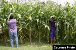 Pasien RSJ Dr. Radjiman Wediodiningrat sedang memanen jagung, mereka juga berhak mencoblos pada Pemilu 2019 (foto Istimewa).