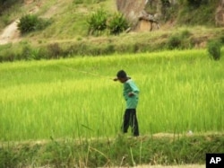 A boy works in a rice field in Madagascar. Cheap rice imports from Asia threaten traditional African rice varieties